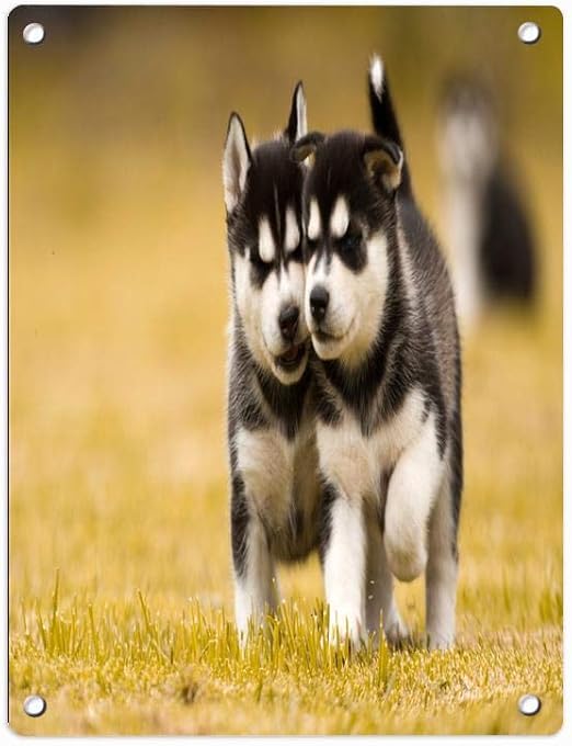 siberian husky cute puppies