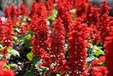 1,000+ Flower Seeds Scarlet Red Sage AKA Lady-In-Red (Salvia coccinea) Seeds by Seed and Things