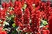 1,000+ Flower Seeds Scarlet Red Sage AKA Lady-In-Red (Salvia coccinea) Seeds by Seed and Things