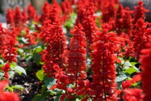 1,000+ Flower Seeds Scarlet Red Sage AKA Lady-In-Red (Salvia coccinea) Seeds by Seed and Things 1,000+ Flower Seeds Scarlet Red Sage AKA Lady-In-Red (Salvia coccinea) Seeds by Seed and Things