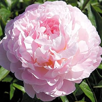 Amazon 国華園 芍薬苗 アルバートクロス 1株 鉢