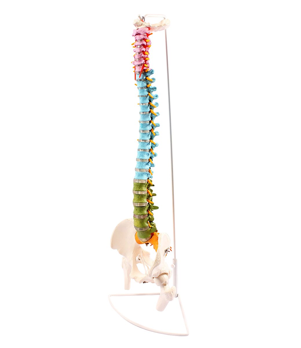 Cranstein A-339 Spinal Column Model with Pelvis and Thighs, Didactically Colourful - Anatomy Model as Learning Model or Teaching Aid
