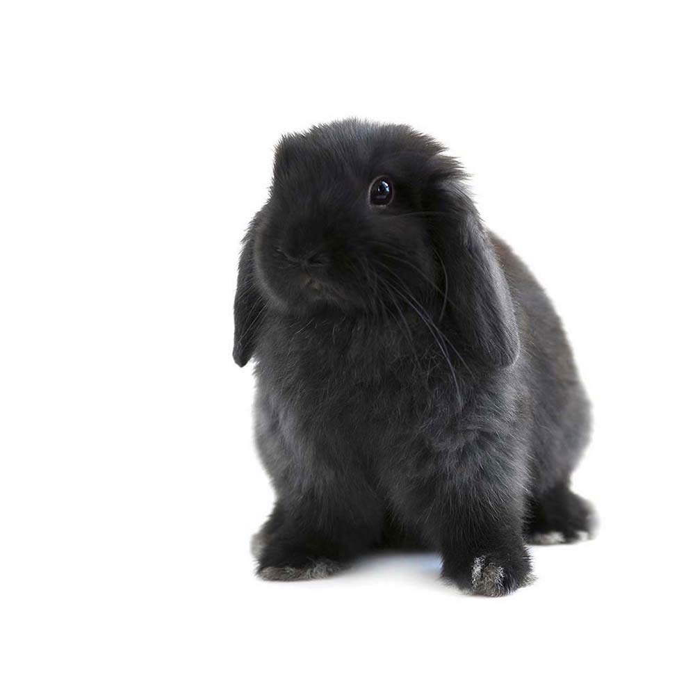 Wee Blue Coo Black Holland Lop Bunny Rabbit Art Print Poster Wall Decor 12X16 Inch