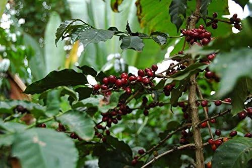 Coffee Plant Seeds ETHIOPIAN DJIMMAH Wild Grown GMO FREE BEAN 25 Seeds
