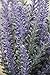 4Pcs Artificial Flocked Lavender Bouquet in Purple Flowers Arrangements Bridal Home DIY Floor Garden Office Wedding Decor