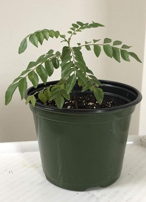 WillowswayW 100Pcs/Pack Curry Leaf Tree Seeds,Petted Culinary Herb Plant for Garden Office Bonsai Decor Curry Seeds Gardening kolenik Plants, Seeds & Bulbs WillowswayW 100Pcs/Pack Curry Leaf Tree Seeds,Petted Culinary Herb Plant for Garden Office Bonsai Decor Curry Seeds Gardening kolenik Plants, Seeds & Bulbs