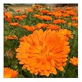 David's Garden Seeds Herb Calendula Alpha SL2935 (Orange) 100 Non-GMO, Organic Seeds