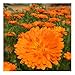 David's Garden Seeds Herb Calendula Alpha SL2935 (Orange) 100 Non-GMO, Organic Seeds