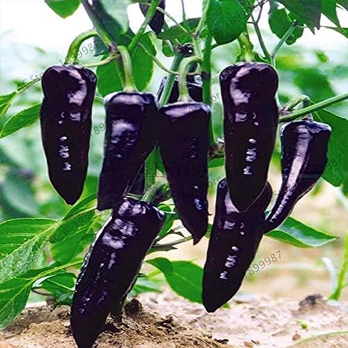 Bra Hot - 200 Pcs Mixed Yellow Puple Red Green White Mix Sweet Bell Hot Pepper Bonsai Vegetables Paprika, Plant for Home Garden(Seed) - by Abuldahi