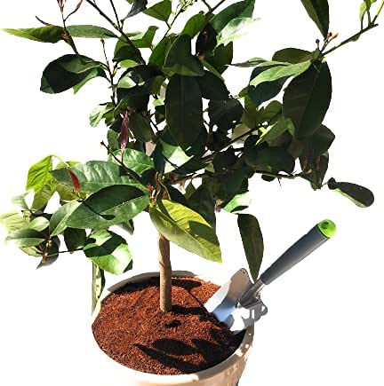 Citrus & Mediterranean Plant Potting Soil - Lemon, Orange, Palm, Olive Tree Fast Draining Compost - 11 Litres Hydrate at Home