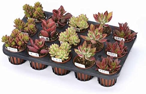 Amazon 多肉植物紅葉5品種15株セット 7 5cmポット 色も形もバリエーション豊富 草