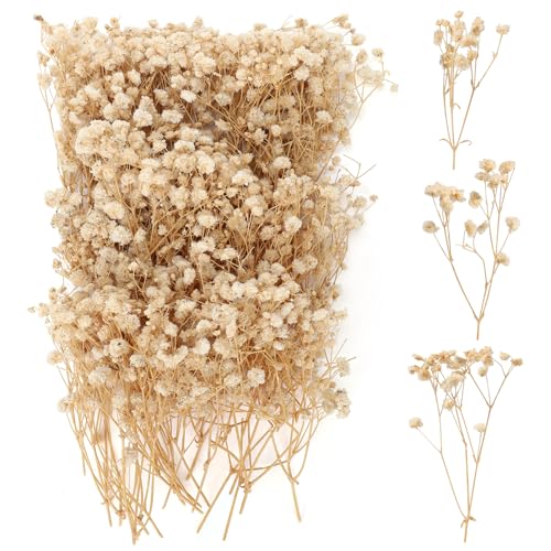 100 Pieces Dried Flowers, Natural Dried Flowers, Fade Resistant, Mini Dried Gypsophila for Botanical Specimens, Photo Frames, Nail Art (Champagne)