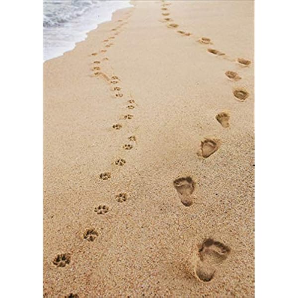 Cute HAPPY ANNIVERSARY Card FOR COUPLE, Golden Retriever Dogs Beach By Avanti