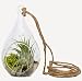 Hinterland Trading Air Plant River Side Scene In Teardrop Terrarium