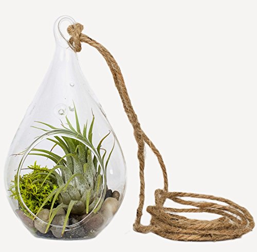 Hinterland Trading Air Plant River Side Scene In Teardrop Terrarium Hinterland Trading Air Plant River Side Scene In Teardrop Terrarium