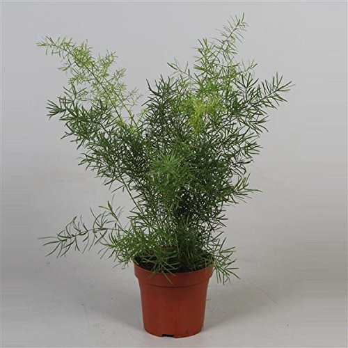 Asparagus Sprengeri House Plant in a 12cm Pot. Asparagus Fern Amazon