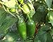 Compadre Jalapeno Pepper 4 Plants - 2" Pots
