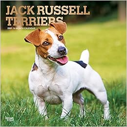 original jack russell