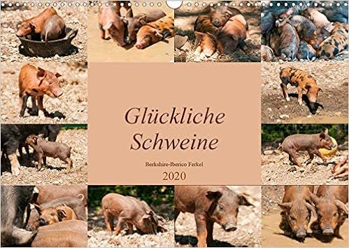 Gluckliche Schweine Berkshire Iberico Ferkel Wandkalender Din A3 Quer Lustiger Alltag Frohlicher Schweinchen Monatskalender 14 Seiten Calvendo Tiere Bolts Meike Amazon De Bucher