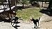 HurriK9 100+ Foot Flying Ring Launcher For Dogs (Starter Pack Extra Tough, Launcher + 3 Extra Tough Spandex Rings)