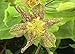 Early Toad Lily 20 Seeds -Tricyrtis - Shade Perennial
