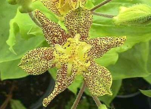 Early Toad Lily 20 Seeds -Tricyrtis - Shade Perennial Early Toad Lily 20 Seeds -Tricyrtis - Shade Perennial