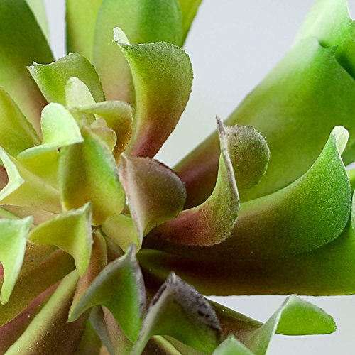 Pair of Unique Looking Succulent Picks for Fairy Gardens, Crafting, and Embellishing