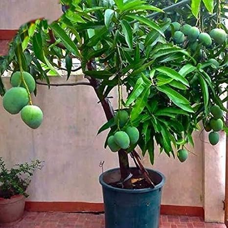 Creative Farmer Live Plant Mango Priyoor Kerala Favorite Exotic