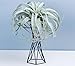 Tabletop Metal Big Air Plant Holders Big Air Plant Stands Air Plant Containers Air Plant Racks Tillandsia Stands Tillandsia Holders Tillandsia Racks (Black)thumb 2