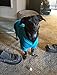 BINGPET Dog Hoodies - Fleece Lined Fall Dog Puppy Sweatshirt Soft Warm Sweater Winter Hooded Clothes for Small Medium Large Dogs & Cats