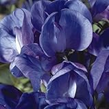 Sweet Pea - Cupid Violet - 35 Seeds