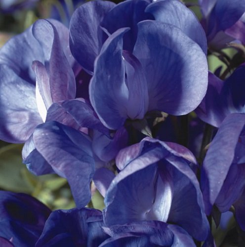 Sweet Pea - Cupid Violet - 35 Seeds Sweet Pea - Cupid Violet - 35 Seeds
