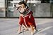 Adventure Zip Up Maroon Red Dog Hoodie with Hook & Loop Pockets and Adjustable Drawstring Hood - Available in Extra Small to Extra Large. Comfortable & Versatile Dog Hoodies by Ellie (L)