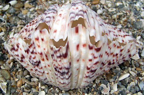 Real Bears Paw Tridacna Giant Clam Shell - Real Natural Aquarium Decor Coral 3-5"