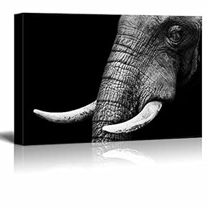 Close Up Elephanic Head on Black Background Wall Decor