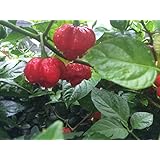 10 Whole Trinidad Moruga Scorpion Fresh Intact Seed Pods Red Tail +1 Free! Hotter Than Ghost Pepper