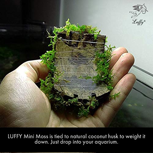 Luffy Betta Coco Mini Moss (1pc) - 3" x 1.75" Java Moss on a Coconut Shell - Low-Maintenance Aquatic Decor for Betta Tank - Create Stunning Aquascape - Gives Vertical or Horizontal Space to Explore