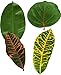 EuroQuest Imports Tropical Deco Parchment Leaves, Package of 20