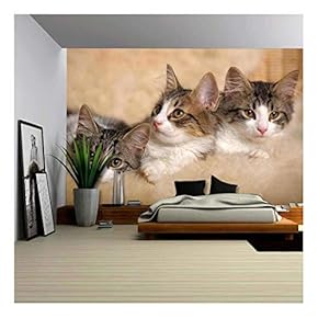 Three Kittens Lying Beside - Removable Wall Mural | Self-Adhesive Large Wallpaper - 66x96 inches