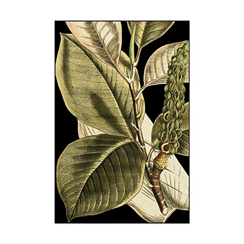 Trademark Fine Art WAG00336-C3047GG Tranquil Tropical Leaves Ii by Vision Studi…