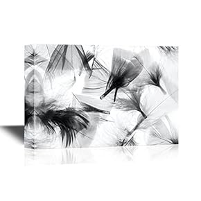 Black and White Feathers