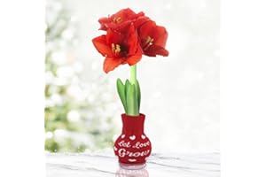 HOLLAND BULB FARMS Let Love Grow Sweater Amaryllis Flower Bulb with Stand, No Water Needed, Gift Ready