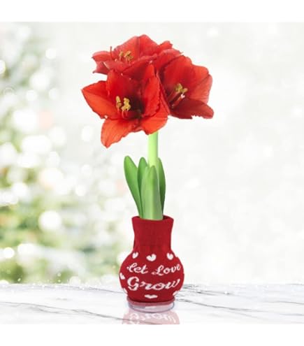 【送料込】Ameri SIDE STRAP FLOWER KNIT CAP Amazon.com: Let It Snow Sweater Amaryllis Flower Bulb with Stand