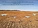 Sillosocks Flapping Blue Goose Decoy