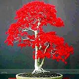 100% True Japanese Red Maple Bonsai Tree Cheap Seeds, Professional Pack, 20 Seeds/Pack, Very Beautiful Indoor Tree