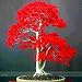 100% True Japanese Red Maple Bonsai Tree Cheap Seeds, Professional Pack, 20 Seeds/Pack, Very Beautiful Indoor Tree primary