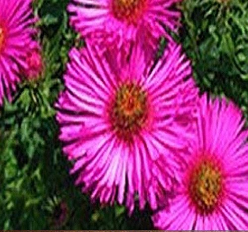 ~ Bulk ~ Pink New England Aster Seeds - Aster novae-angliae Seed ~ Butterfly Gardens ~ Perennial Blooms Zone 3-9 (Packet Size (200 Seeds)) (Best Plants For Zone 9b)