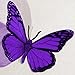 Butterfly 3D PURPLE Butterflies Translucent Decoration 15 count
