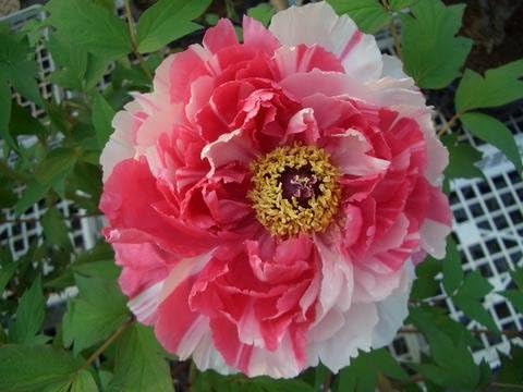 Amazon 牡丹 絞り系 島錦 シマニシキ 10年生鉢植え 落葉樹 低木 ぼたん 植木