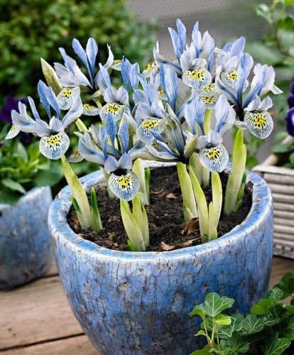 25 Dwarf Iris, katherine hodgkin bulbs,early-blooming with beautifully patterned